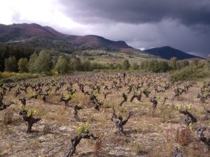 viñedos en valdeorras viticultura valdeorras