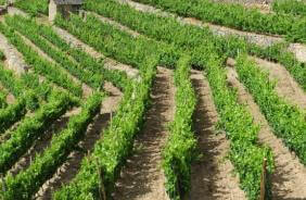 bancales viticultura valdeorras